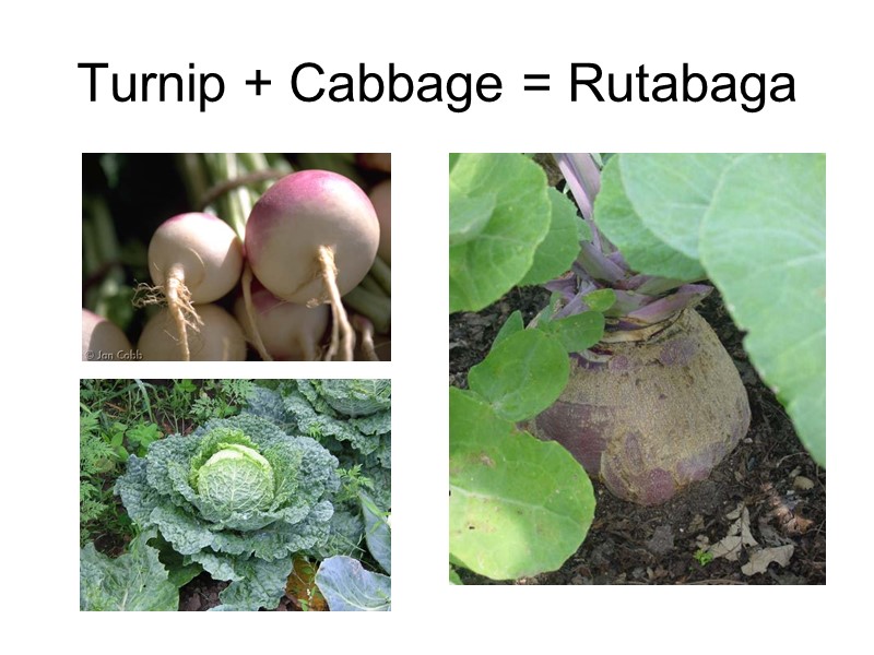 Turnip + Cabbage = Rutabaga
